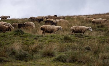 kırsal dağ manzarası