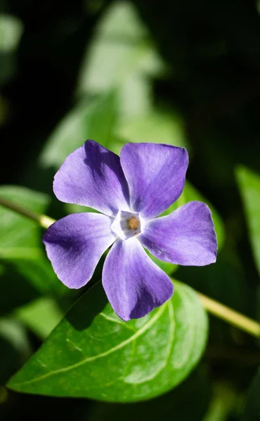 Vackra blå blommor — Stockfoto