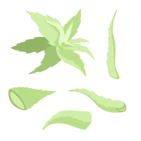 Aloe vera leaves set — Stock Vector
