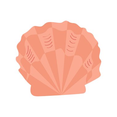 Deniz kabuğu beyaz arkaplanda izole edilmiş