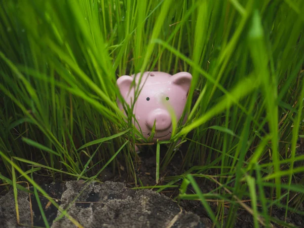 Pink piggy bank hidden in the back of rice seedlings, Find your own way to saving for retirement concept