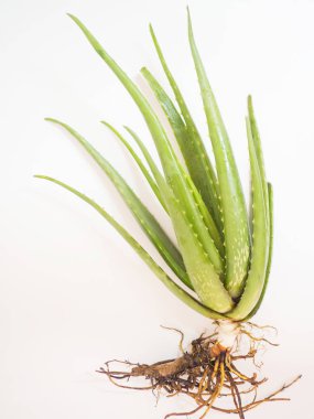 aloe vera yıldız kaktüs Beyaz bir arka plan üzerinde Izole