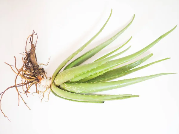 Aloe vera star cactus Isolado sobre um fundo branco — Fotografia de Stock