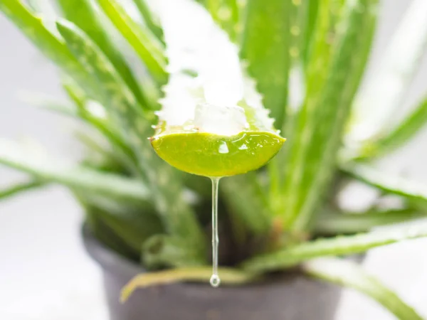 Gel leaking from the leaf cut of Aloe Vera star cactus. Isolated — Stock Photo, Image