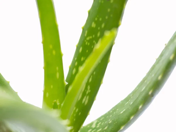 Aloe Vera csillag kaktusz fehér alapon izolált — Stock Fotó