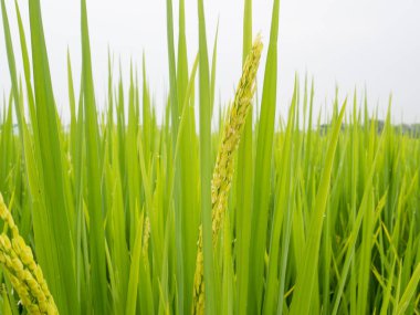Pirinç tarlasında yemyeşil çeltik pilavı. İlkbahar ve Yaz Arka Planı
