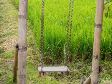 Güzel pirinç tarlaları ile yeşil pirinç tarlaları arka planda Salıncaklar