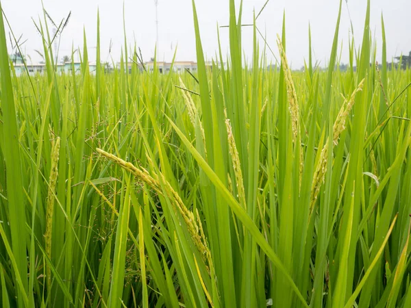Riz paddy vert luxuriant dans la rizière. Printemps et été Contexte — Photo