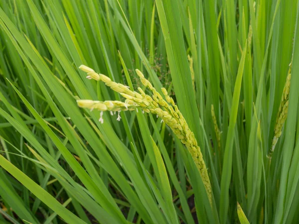 Arroz paddy verde exuberante no campo de arroz. Fundo de primavera e verão — Fotografia de Stock