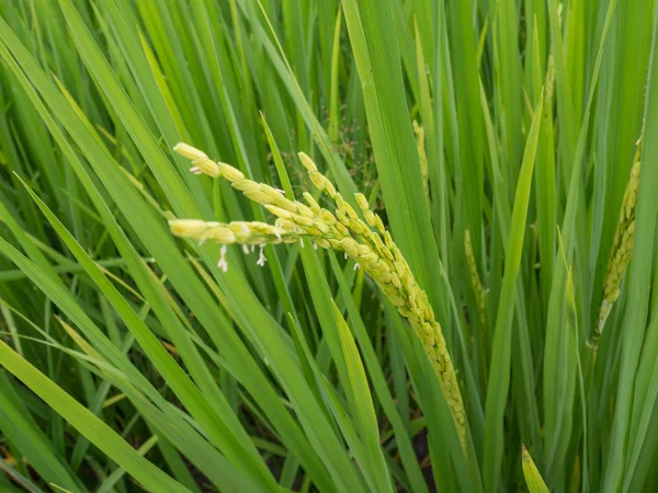 Riz paddy vert luxuriant dans la rizière. Printemps et été Contexte — Photo