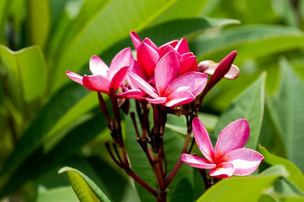 Fiori Plumeria Rosa Luce Naturale — Foto Stock