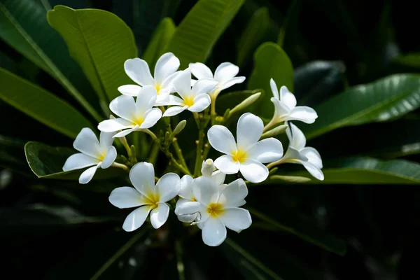 Plumeria Branca Flores Luz Natural — Fotografia de Stock