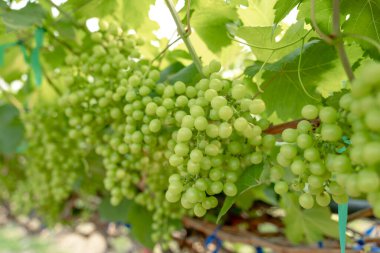 Asmalar bir sürü yeşil üzüm ve yeşil yaprak taşıyor..