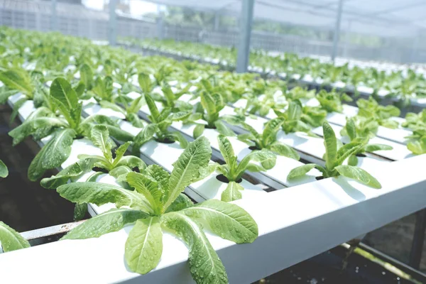 Vegetais Salada Fazenda Hidropônica Cultivo Agricultura Orgânica Saudável — Fotografia de Stock