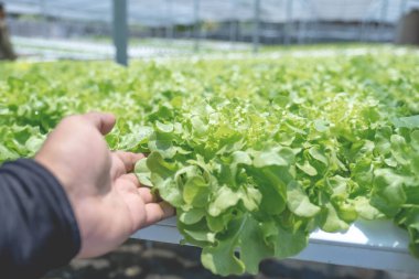 Hidrofonik bahçe çiftliğinde salata sebzesi, sağlıklı organik tarım..