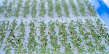 Hidroponik bahçe çiftliğinde salata filizi sebzesi, sağlıklı organik tarım..