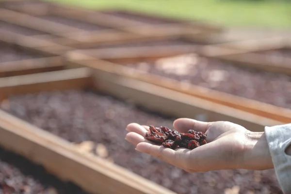 Currant in young woman hand in front of organic raisin drying yard.