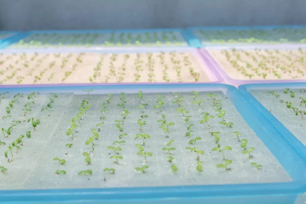 Salad sprout vegetable in the hydroponic garden farm, healthy organic agriculture cultivation.