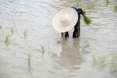 Çamurlu Asyalı çocuk, Tayland 'da çiftçiler ve çocuklar için pirinç yetiştirmeyi öğrenmek için tarla çiftliğine pirinç ekmekten zevk alıyor..