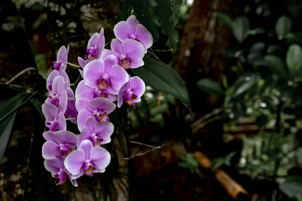 Schöne Lila Orchideenblume Blüht Auf Dem Baum Asien Wild — Stockfoto