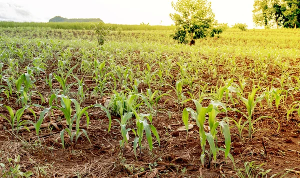 Una Pequeña Planta Maíz Que Crece Verde Hermosa Campo —  Fotos de Stock