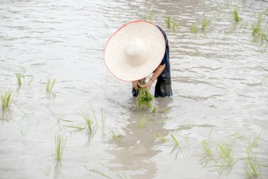 Çamurlu Asyalı çocuk, Tayland 'da çiftçiler ve çocuklar için pirinç yetiştirmeyi öğrenmek için tarla çiftliğine pirinç ekmekten zevk alıyor..