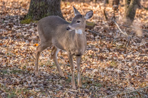 Mladá jelena v lese — Stock fotografie