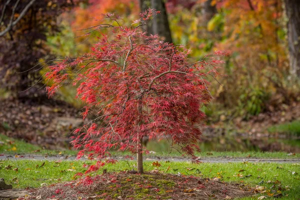 Árvore de bordo japonês no outono — Fotografia de Stock