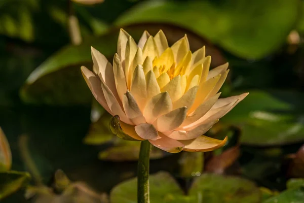 Персиковый цвет водяной лилии в пруду — стоковое фото