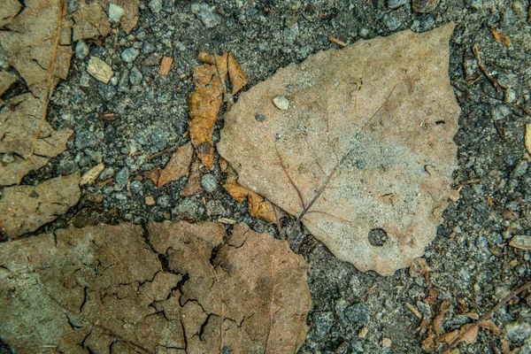 Zgniecione liście na ziemi — Zdjęcie stockowe