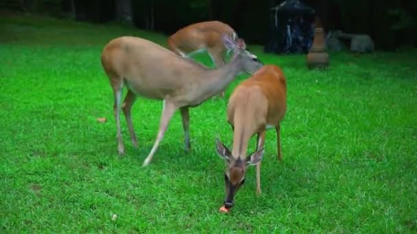 Flock Rådjur Äter Äpplen Och Dem Försökte Från Andra Rådjur — Stockvideo