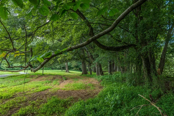 Sitting bench alongside the woodlands — Stock Photo, Image