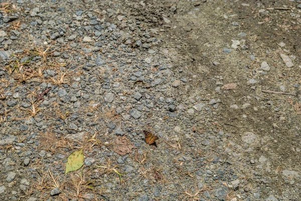 Μικρή πεταλούδα στο έδαφος — Φωτογραφία Αρχείου