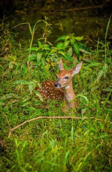 Fawn in het forest — Stockfoto