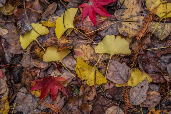 Piso de floresta colorido no outono — Fotografia de Stock