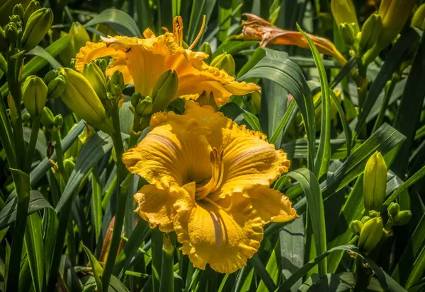 Lys jaunes éclatants en fleurs — Photo