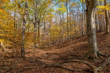 renkli sonbahar ağaçları orman