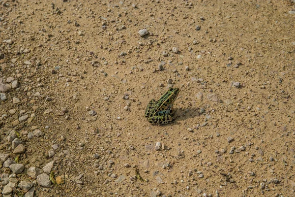 Groene kikker zittend op de weg — Stockfoto