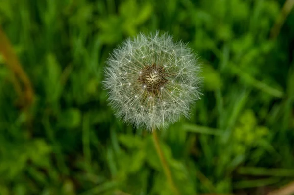 Cabeza de semilla de diente de león — Foto de Stock