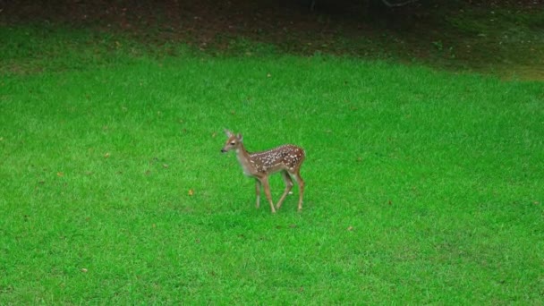 Fawn Por Pastando Grama Até Que Assustou Com Ruído Como — Vídeo de Stock