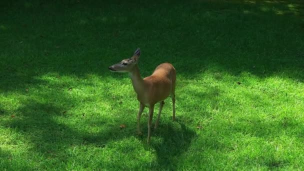 Une cerf amicale est venue dans la cour à la recherche d'une pomme regardait autour d'elle et me cherchait à manger par une belle journée ensoleillée en été 