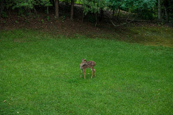 Fawn op zichzelf in het bos — Stockfoto