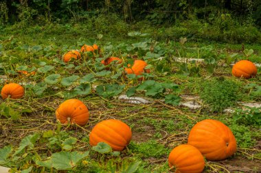 Büyük kabakile kabak yama