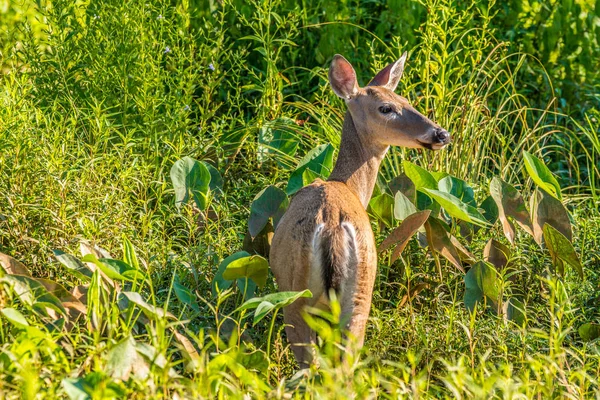 湿地を歩く鹿 — ストック写真