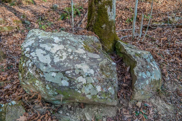 Bir kayanın içinden geçen ağaç — Stok fotoğraf