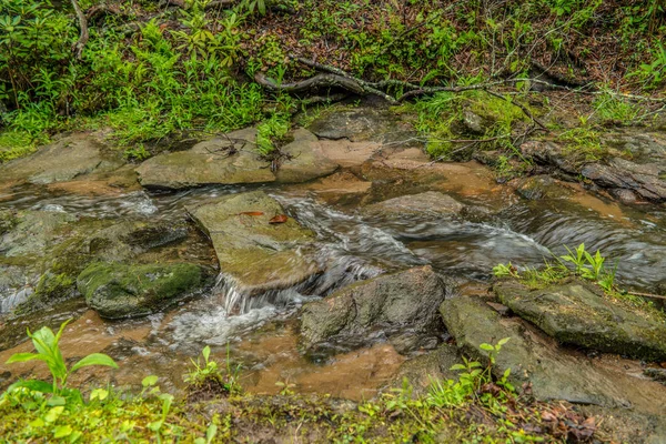 Riacho que flui através de uma floresta — Fotografia de Stock