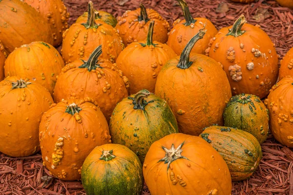 Pumpkins z guzki — Zdjęcie stockowe