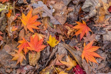 Japon akçaağaç yaprakları yere yatıyordu
