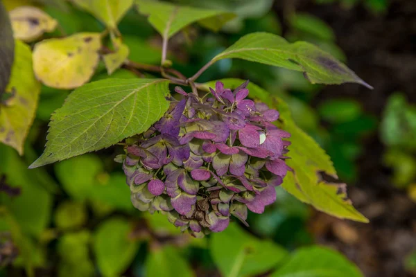 Hydrangea flower close up — Stock Photo, Image