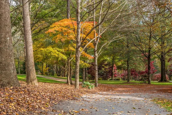 秋の公園内のウォーキングトレイル — ストック写真